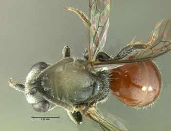 Media type: image;   Entomology 609435 Aspect: habitus dorsal view